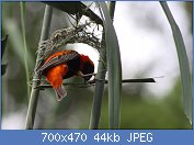 Cliquez sur l'image pour la voir en taille relle

Nom : Euplectes_orix_-Pretoria,_South_Africa_-male_weaving_nest-8.jpg
Affichages : 80
Taille : 44,4 Ko
ID : 119155