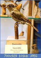 Cliquez sur l'image pour la voir en taille relle

Nom : Oxyruncus_cristatus_-_Swedish_Museum_of_Natural_History_-_Stockholm,_Sweden_-_DSC00641.jpg
Affichages : 84
Taille : 100,7 Ko
ID : 122762