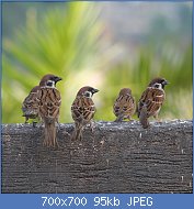 Cliquez sur l'image pour la voir en taille relle

Nom : 5_birds.jpg
Affichages : 81
Taille : 95,2 Ko
ID : 112698