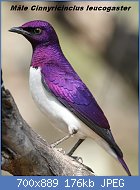 Cliquez sur l'image pour la voir en taille relle

Nom : Cinnyricinclus_leucogaster,_Pilanesberg_1.jpg
Affichages : 33
Taille : 176,3 Ko
ID : 113335