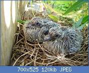 Cliquez sur l'image pour la voir en taille relle

Nom : 1200px-Mourning_Dove_Chicks_20060701.jpg
Affichages : 257
Taille : 119,6 Ko
ID : 123391