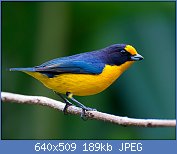 Cliquez sur l'image pour la voir en taille relle

Nom : GATURAMO-VERDADEIRO_(Euphonia_violacea).jpg
Affichages : 23
Taille : 189,5 Ko
ID : 114482
