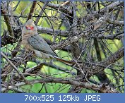 Cliquez sur l'image pour la voir en taille relle

Nom : Red-faced_Mousebird_(Urocolius_indicus).jpg
Affichages : 97
Taille : 125,0 Ko
ID : 110730