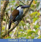 Cliquez sur l'image pour la voir en taille relle

Nom : 1024px-Black-billed-Mountain-Toucan.jpg
Affichages : 55
Taille : 107,3 Ko
ID : 118170