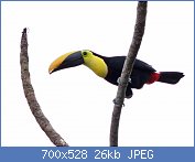 Cliquez sur l'image pour la voir en taille relle

Nom : Black-mandibled_Toucan.jpg
Affichages : 36
Taille : 25,5 Ko
ID : 118195