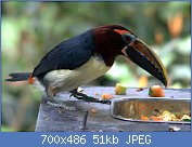 Cliquez sur l'image pour la voir en taille relle

Nom : 1280px-Pteroglossus_viridis_female_1ARACARI VERT.jpg
Affichages : 41
Taille : 51,3 Ko
ID : 118204