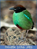 Cliquez sur l'image pour la voir en taille relle

Nom : 800px-Hooded_Pitta_(21663545331).jpg
Affichages : 37
Taille : 107,3 Ko
ID : 118017