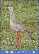 Cliquez sur l'image pour la voir en taille relle

Nom : Red-legged_Seriema_(Cariama_cristata)_-_Flickr_-_berniedup.jpg
Affichages : 63
Taille : 206,8 Ko
ID : 121331