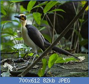 Cliquez sur l'image pour la voir en taille relle

Nom : Yellow-headed_Picathartes_-_Ghana_14_S4E2922_(16202947572).jpg
Affichages : 87
Taille : 81,6 Ko
ID : 122819