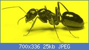 Cliquez sur l'image pour la voir en taille relle

Nom : reine-fourmis.jpg
Affichages : 307
Taille : 25,1 Ko
ID : 116524