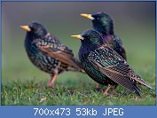 Cliquez sur l'image pour la voir en taille relle

Nom : Sturnus_vulgaris_2_(Marek_Szczepanek).jpg
Affichages : 60
Taille : 52,7 Ko
ID : 112474