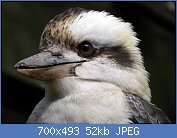 Cliquez sur l'image pour la voir en taille relle

Nom : Laughing_Kookaburra,_Tamborine_Mountain_001.jpg
Affichages : 32
Taille : 51,9 Ko
ID : 112878