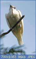 Cliquez sur l'image pour la voir en taille relle

Nom : Procnias_albus_-_White_bellbird_(male).jpg
Affichages : 91
Taille : 86,0 Ko
ID : 122854