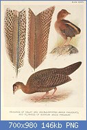 Cliquez sur l'image pour la voir en taille relle

Nom : 800px-Argus_Pheasant_plumage_by_Henrik_Grnvold.jpg
Affichages : 50
Taille : 146,4 Ko
ID : 118699