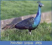 Cliquez sur l'image pour la voir en taille relle

Nom : paon-nigripenne-male-femelle-a-vendre.jpg
Affichages : 104
Taille : 100,9 Ko
ID : 120870