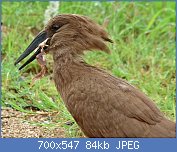 Cliquez sur l'image pour la voir en taille relle

Nom : Hamerkop_(Scopus_umbretta)_eating_a_Platanna_(Xenopus_sp.)_(5984907524).jpg
Affichages : 69
Taille : 84,4 Ko
ID : 122013