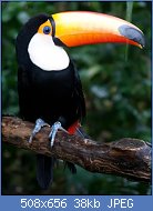 Cliquez sur l'image pour la voir en taille relle

Nom : Ramphastos_toco_1.jpg
Affichages : 61
Taille : 37,6 Ko
ID : 117919