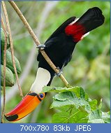 Cliquez sur l'image pour la voir en taille relle

Nom : Toco_Tucan_(Ramphastos_toco)_eating_papaya_upside_down_..._-_Flickr_-_berniedup.jpg
Affichages : 62
Taille : 83,5 Ko
ID : 117922