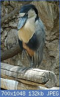 Cliquez sur l'image pour la voir en taille relle

Nom : Cochlearius_cochlearius_-Las_Aguilas_Jungle_Park,_Tenerife,_Spain-8a.jpg
Affichages : 88
Taille : 132,2 Ko
ID : 119240