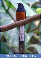 Cliquez sur l'image pour la voir en taille relle

Nom : 800px-White-rumped_Shama_RWD.jpg
Affichages : 33
Taille : 98,2 Ko
ID : 117236