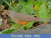 Cliquez sur l'image pour la voir en taille relle

Nom : Rufous-bellied_Thrush_(Turdus_rufiventris)_(29231601391).jpg
Affichages : 62
Taille : 64,6 Ko
ID : 118931