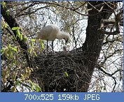 Cliquez sur l'image pour la voir en taille relle

Nom : 1280px-Platalea_leucorodia,_ZOO_Praha_0089.jpg
Affichages : 48
Taille : 159,0 Ko
ID : 121369