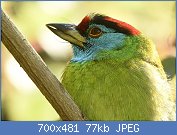 Cliquez sur l'image pour la voir en taille relle

Nom : Blue-throated_Barbet_-_Close-up.jpg
Affichages : 32
Taille : 76,7 Ko
ID : 118213