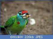 Cliquez sur l'image pour la voir en taille relle

Nom : Blue_throated_Barbet_I2_IMG_4944.jpg
Affichages : 31
Taille : 226,0 Ko
ID : 118215