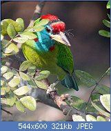 Cliquez sur l'image pour la voir en taille relle

Nom : Blue_throated_Barbet_I_IMG_1015.jpg
Affichages : 31
Taille : 321,2 Ko
ID : 118217