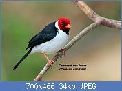 Cliquez sur l'image pour la voir en taille relle

Nom : Yellow-billed_cardinal_(Paroaria_capitata).jpg
Affichages : 111
Taille : 34,0 Ko
ID : 110685