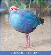 Cliquez sur l'image pour la voir en taille relle

Nom : 1024px-Purple_Swamphen_Porphyrio_porphyrio_National_Aviary_1600px.jpg
Affichages : 59
Taille : 93,1 Ko
ID : 118924