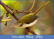 Cliquez sur l'image pour la voir en taille relle

Nom : 1280px-Common_Tailorbird_(Orthotomus_sutorius).jpg
Affichages : 95
Taille : 54,8 Ko
ID : 120934
