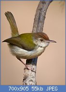 Cliquez sur l'image pour la voir en taille relle

Nom : Common_Tailorbird_at_Pune.jpg
Affichages : 87
Taille : 54,9 Ko
ID : 120935