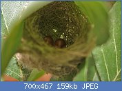 Cliquez sur l'image pour la voir en taille relle

Nom : Common_Tailorbird_(Orthotomus_sutorius)_Nest_in_Hyderabad,_AP_W_IMG_7243.jpg
Affichages : 102
Taille : 158,5 Ko
ID : 120937