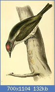 Cliquez sur l'image pour la voir en taille relle

Nom : 800px-Zoological_Illustrations_Volume_I_Plate_49.jpg
Affichages : 87
Taille : 131,6 Ko
ID : 122764