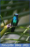 Cliquez sur l'image pour la voir en taille relle

Nom : 800px-Male_Blue-chinned_Sapphire_(Chlorestes_notatus).jpg
Affichages : 104
Taille : 99,5 Ko
ID : 118225