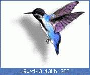 Cliquez sur l'image pour la voir en taille relle

Nom : oiseaux-colibri-00001.gif
Affichages : 157
Taille : 13,3 Ko
ID : 42954