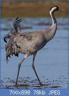 Cliquez sur l'image pour la voir en taille relle

Nom : Common_crane_grus_grus.jpg
Affichages : 86
Taille : 78,1 Ko
ID : 122906