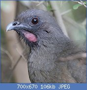 Cliquez sur l'image pour la voir en taille relle

Nom : 1280px-Plain_Chachalaca_National_Butterfly_Center_Mission_TX_2018-02-28_14-52-32_(26791593048).jpg
Affichages : 80
Taille : 106,4 Ko
ID : 122108