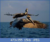 Cliquez sur l'image pour la voir en taille relle

Nom : medford-taylor-deux-grands-pelicans-volant-au-dessus-de-key-biscayne.jpg
Affichages : 41
Taille : 15,1 Ko
ID : 112183