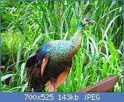 Cliquez sur l'image pour la voir en taille relle

Nom : Indonesian_bird.jpg
Affichages : 105
Taille : 143,5 Ko
ID : 120867
