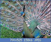 Cliquez sur l'image pour la voir en taille relle

Nom : 1280px-Javan_Green_Peafowl_(Pavo_muticus)_in_TMII_Birdpark.jpg
Affichages : 99
Taille : 158,0 Ko
ID : 120868