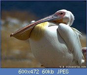 Cliquez sur l'image pour la voir en taille relle

Nom : pelican-blanc-d1.jpg
Affichages : 45
Taille : 60,1 Ko
ID : 112168