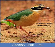 Cliquez sur l'image pour la voir en taille relle

Nom : Pitta_brachyura.jpg
Affichages : 45
Taille : 96,2 Ko
ID : 117489