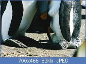 Cliquez sur l'image pour la voir en taille relle

Nom : 1280px-King_penguins_and_egg.jpg
Affichages : 59
Taille : 82,6 Ko
ID : 120878