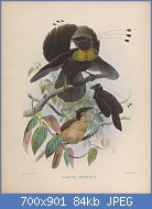 Cliquez sur l'image pour la voir en taille relle

Nom : Parotia_sefilata.jpg
Affichages : 26
Taille : 83,9 Ko
ID : 118045