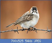 Cliquez sur l'image pour la voir en taille relle

Nom : Speckle-fronted_Weaver_RWD3.jpg
Affichages : 90
Taille : 54,1 Ko
ID : 122773