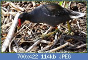 Cliquez sur l'image pour la voir en taille relle

Nom : 1280px-Common_Moorhen_(Gallinula_chloropus)_(45509810374).jpg
Affichages : 52
Taille : 113,9 Ko
ID : 122375