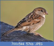 Cliquez sur l'image pour la voir en taille relle

Nom : House_Sparrow_(Passer_domesticus)-_Female_in_Kolkata_I_IMG_3787_(cropped).jpg
Affichages : 33
Taille : 57,5 Ko
ID : 113020