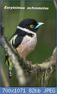 Cliquez sur l'image pour la voir en taille relle

Nom : Black-and-yellow_Broadbill_-_Krung_Ching_-_Thailand_S4E3736_(14071771530).jpg
Affichages : 40
Taille : 82,5 Ko
ID : 117440